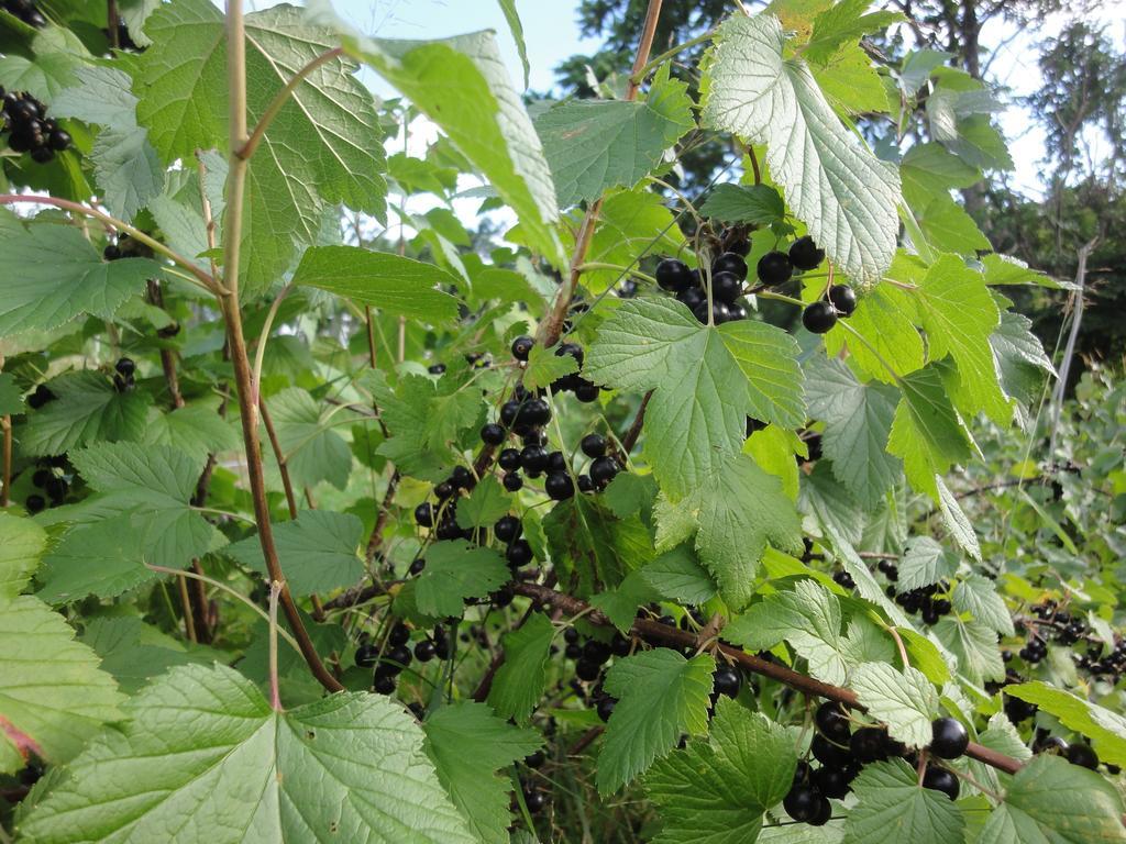 Farm Inn Anima No Sato Абашири Екстериор снимка